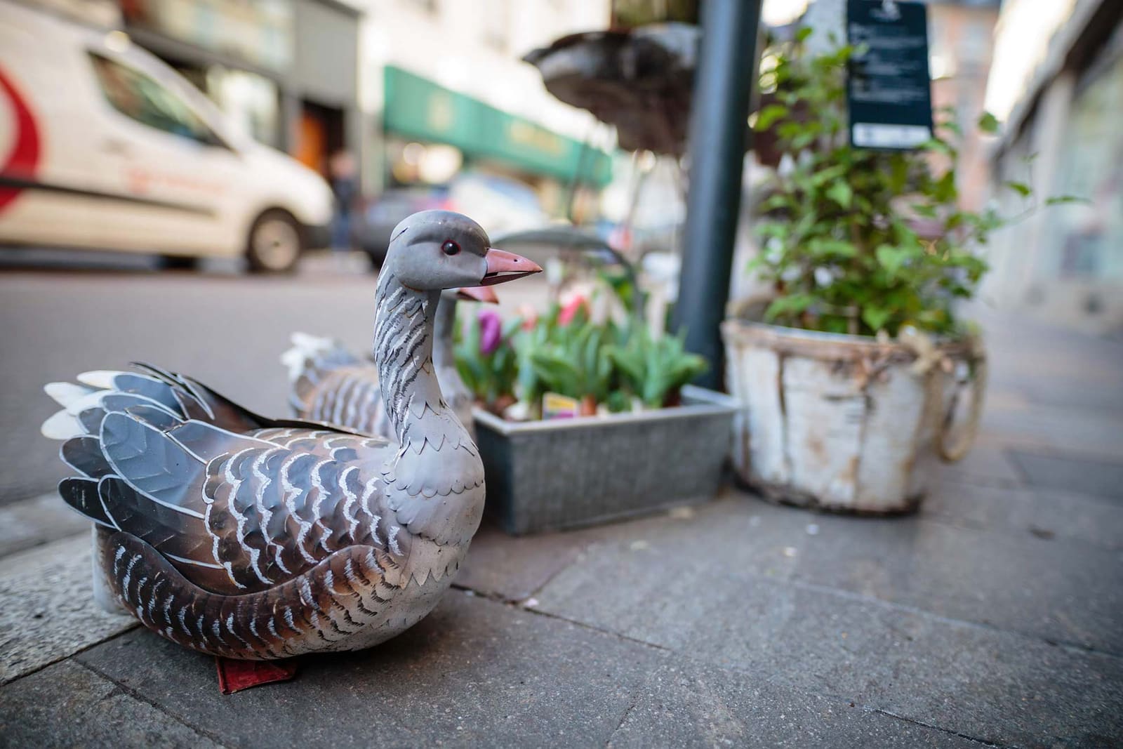 Oie décorative en céramique posée parmi les jardinières, devant la boutique